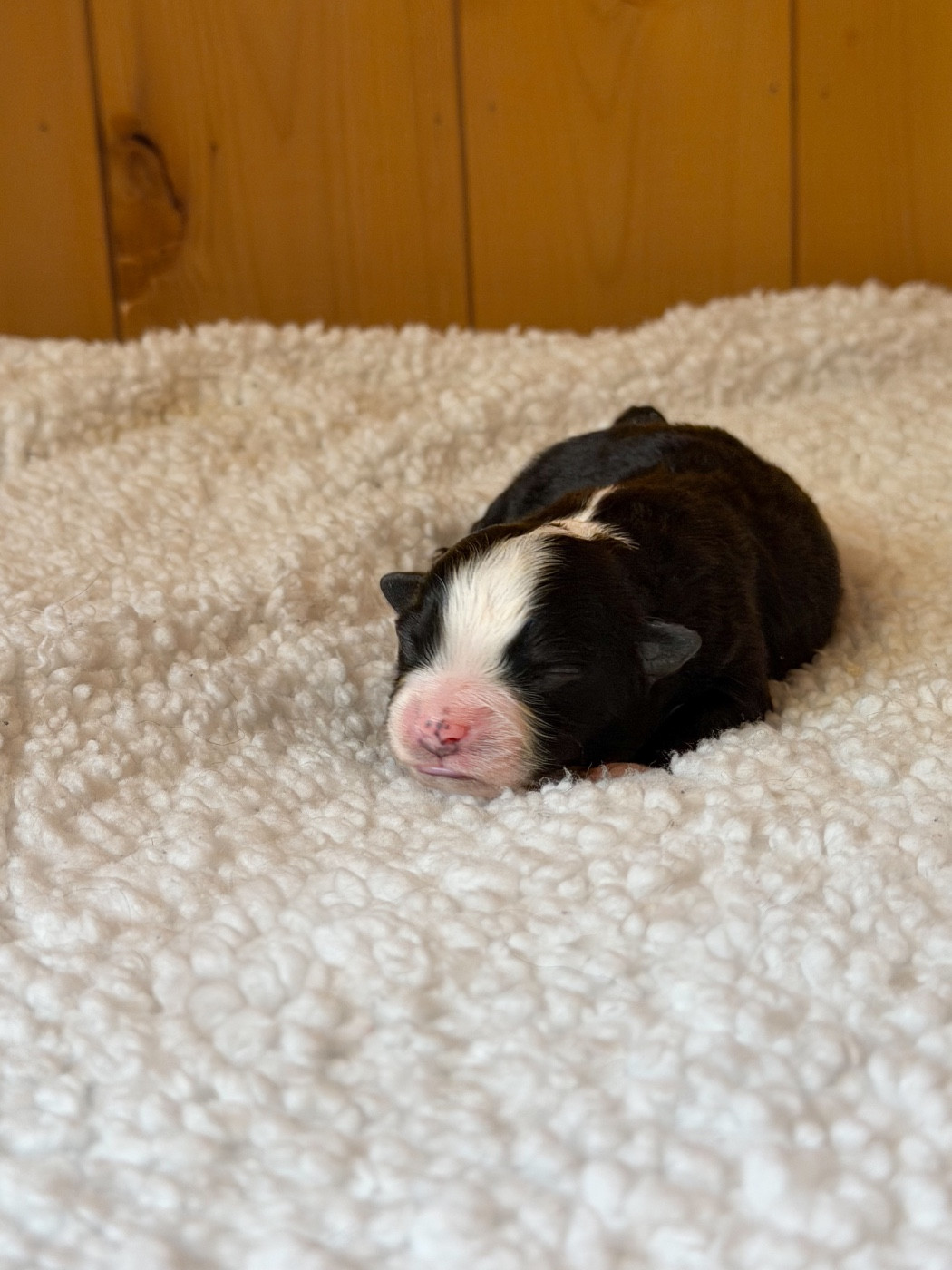 Mini's Red Mountain - Chiots disponibles - Berger Américain Miniature 