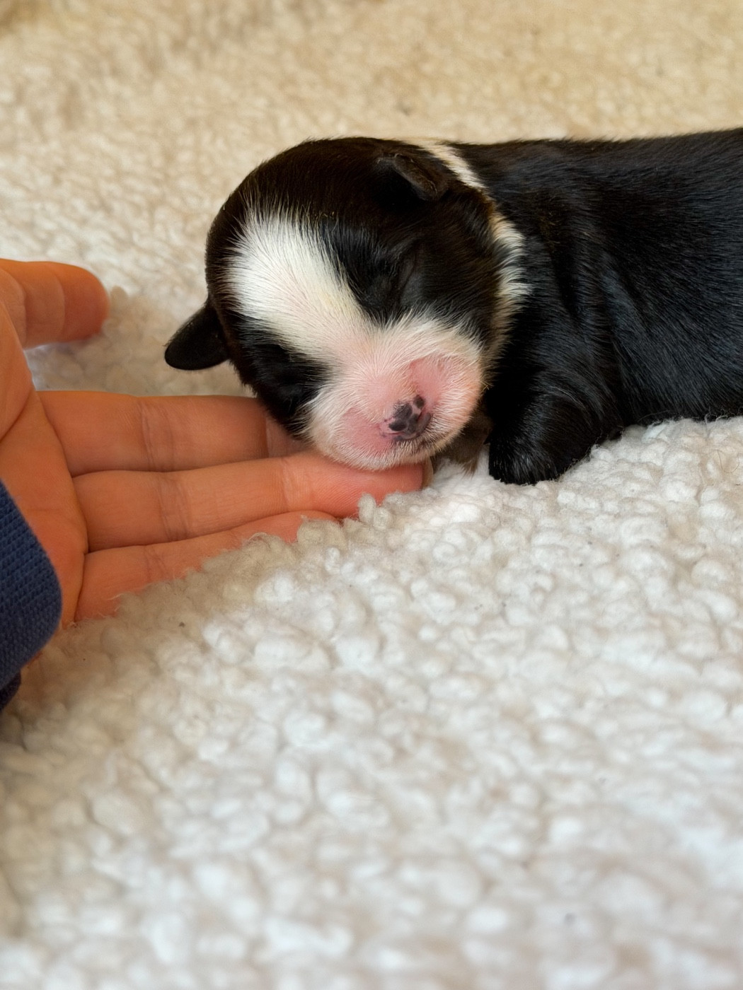 Mini's Red Mountain - Chiots disponibles - Berger Américain Miniature 