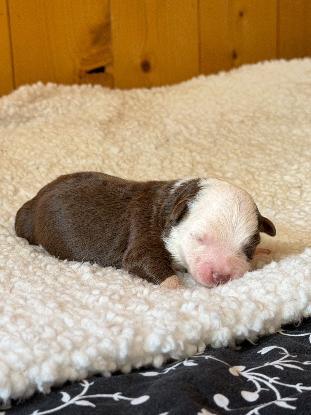Mini's Red Mountain - Chiots disponibles - Berger Américain Miniature 