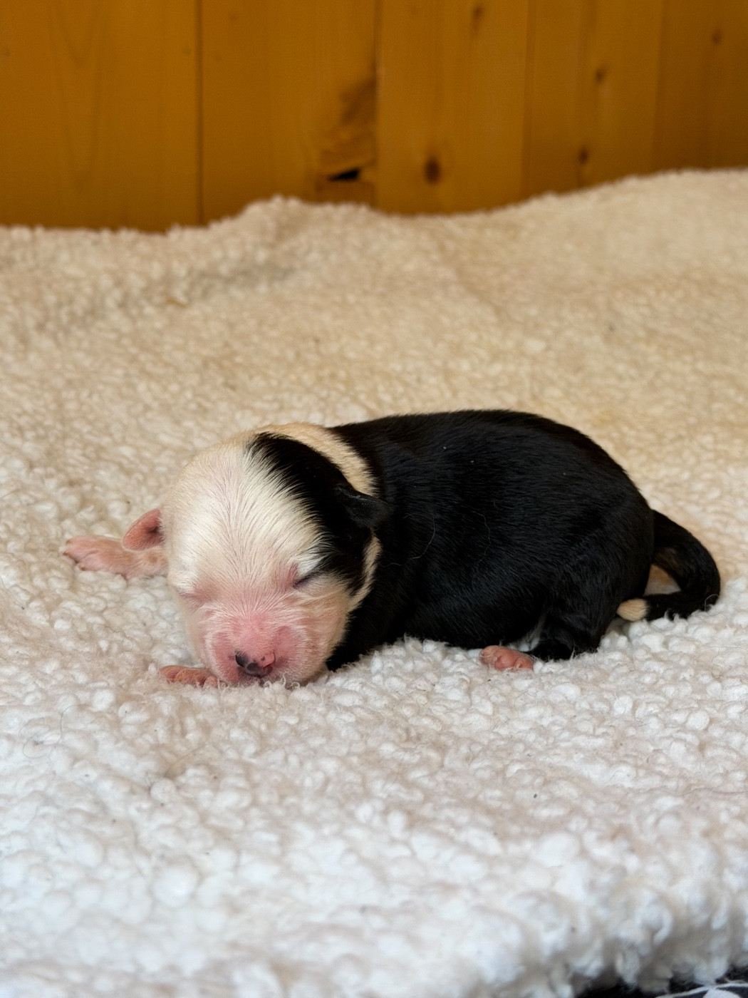 Mini's Red Mountain - Chiots disponibles - Berger Américain Miniature 