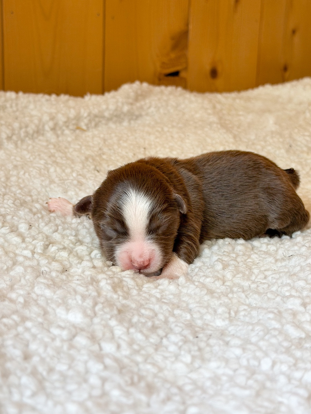 Mini's Red Mountain - Chiots disponibles - Berger Américain Miniature 