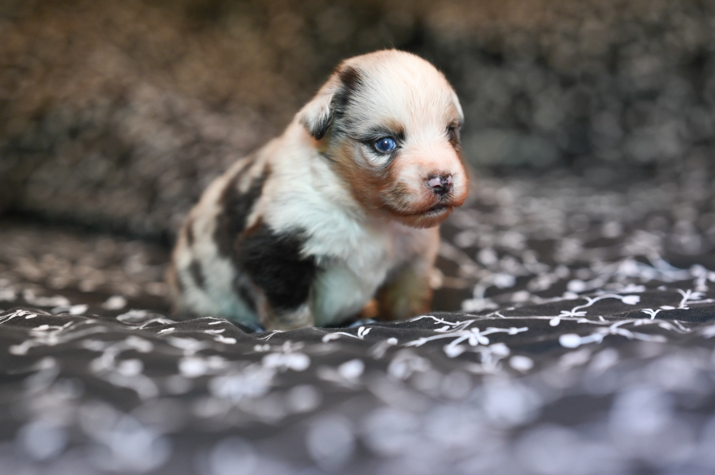 Mini's Red Mountain - Chiots disponibles - Berger Américain Miniature 