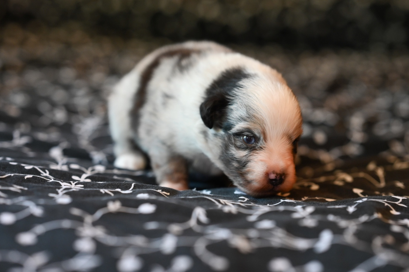 Mini's Red Mountain - Chiots disponibles - Berger Américain Miniature 