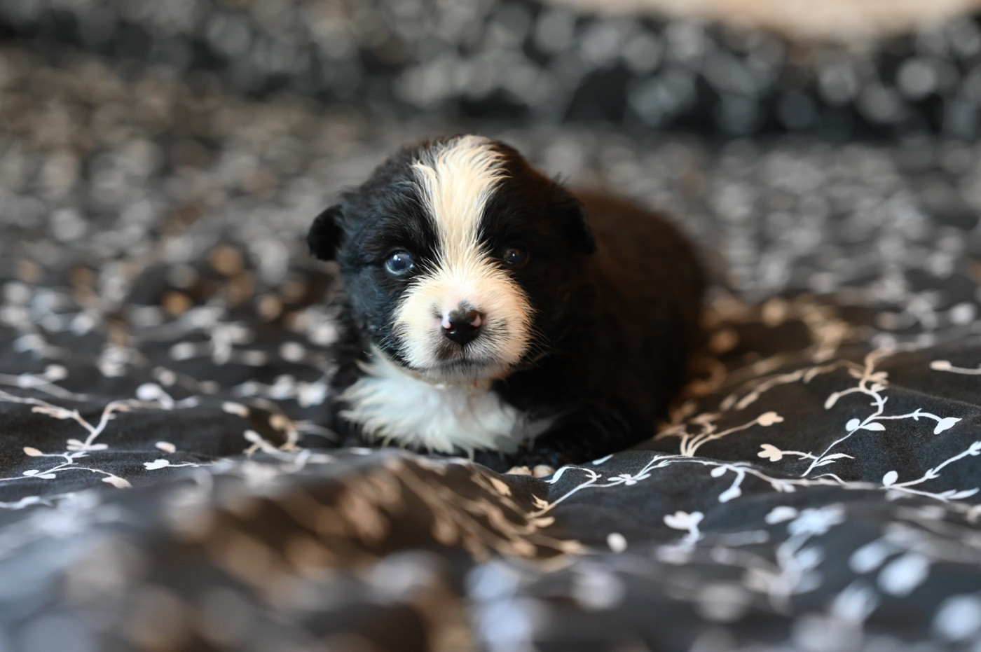 Mini's Red Mountain - Chiots disponibles - Berger Américain Miniature 