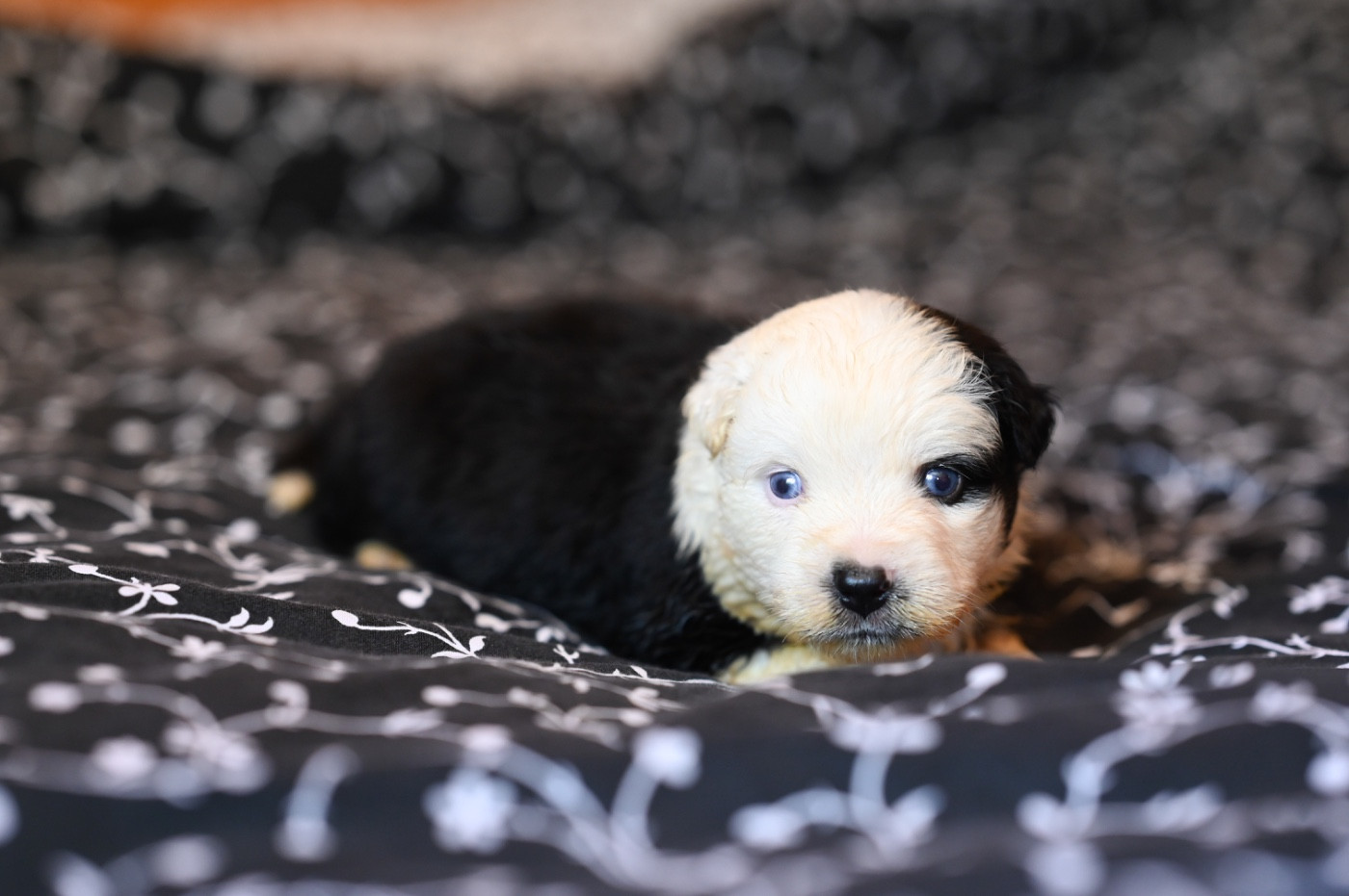 Mini's Red Mountain - Chiots disponibles - Berger Américain Miniature 