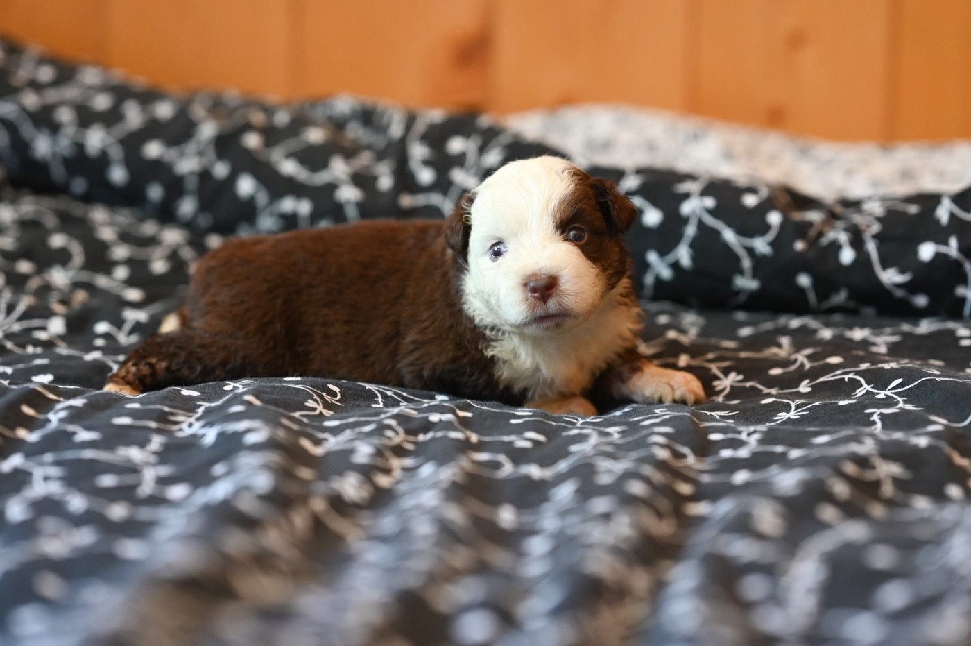 Mini's Red Mountain - Chiots disponibles - Berger Américain Miniature 