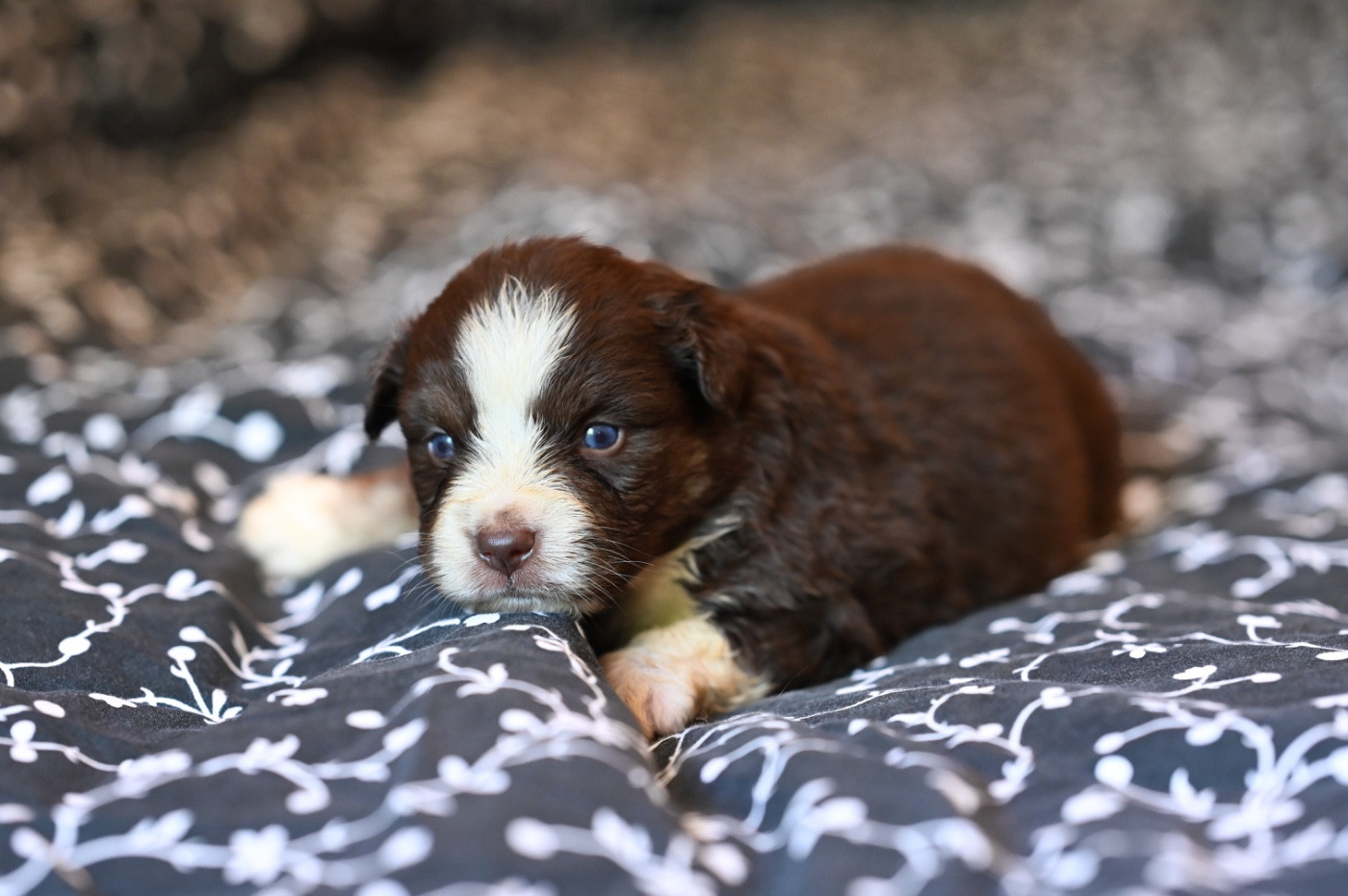 Mini's Red Mountain - Chiots disponibles - Berger Américain Miniature 