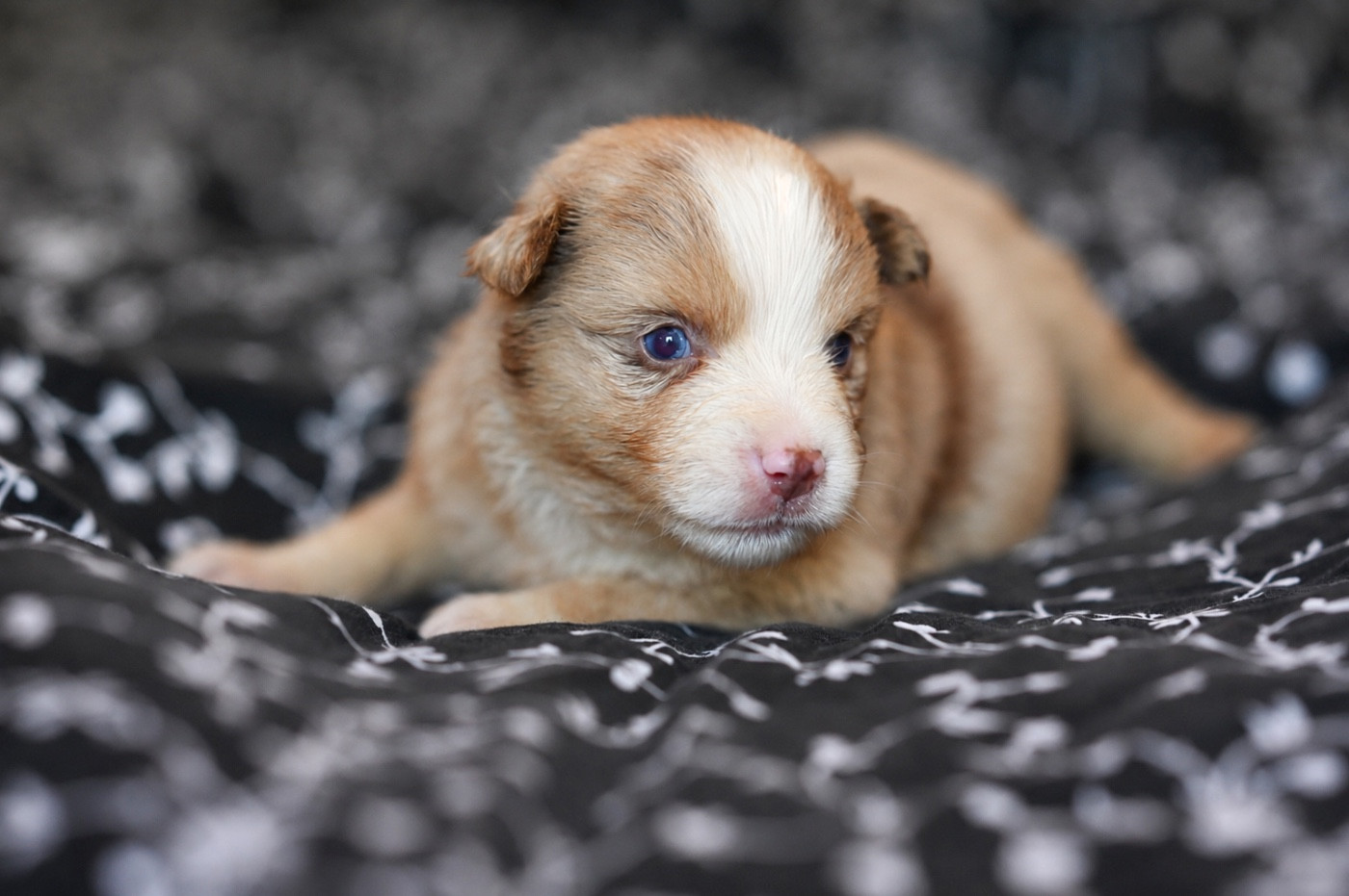 Mini's Red Mountain - Chiots disponibles - Berger Américain Miniature 