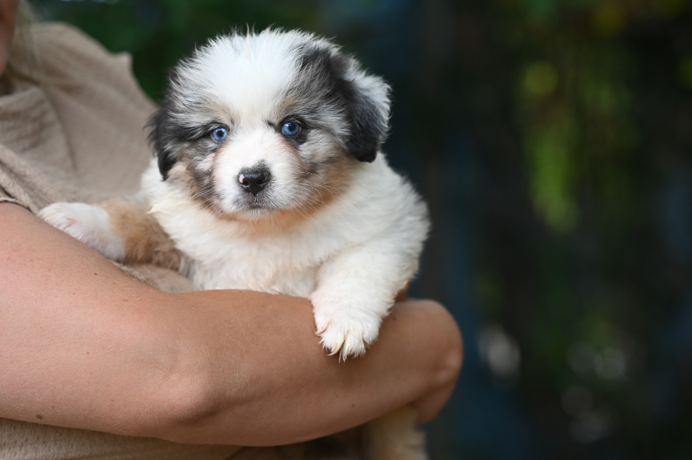 Mini's Red Mountain - Chiots disponibles - Berger Américain Miniature 