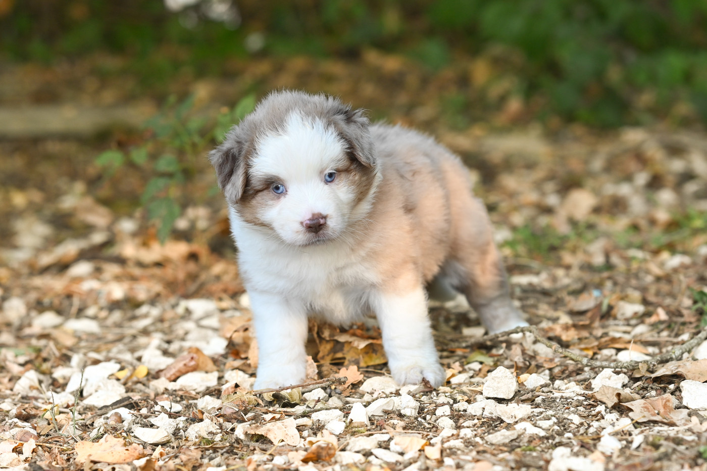 Mini's Red Mountain - Chiots disponibles - Berger Américain Miniature 