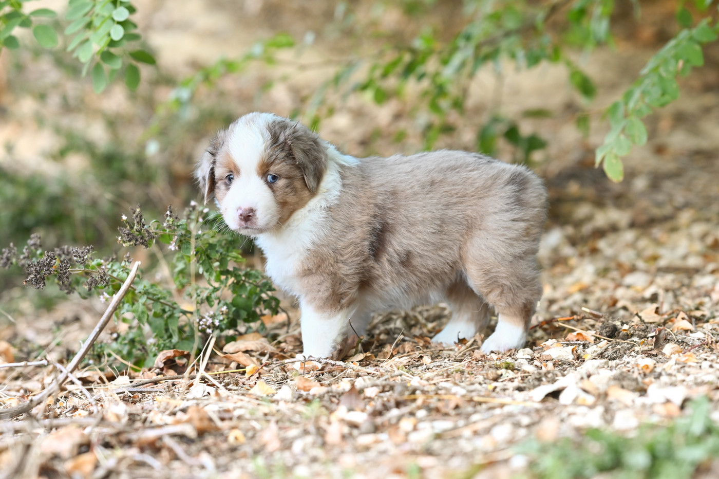 Mini's Red Mountain - Chiots disponibles - Berger Américain Miniature 