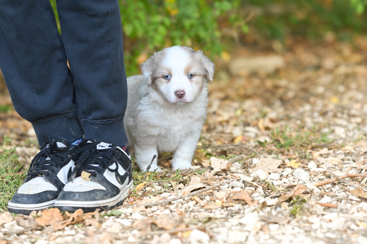 Mini's Red Mountain - Chiots disponibles - Berger Américain Miniature 