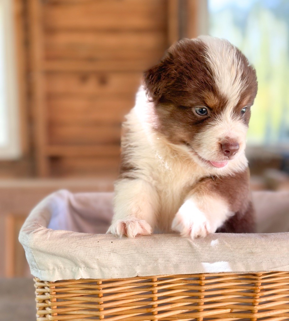 Mini's Red Mountain - Chiots disponibles - Berger Américain Miniature 