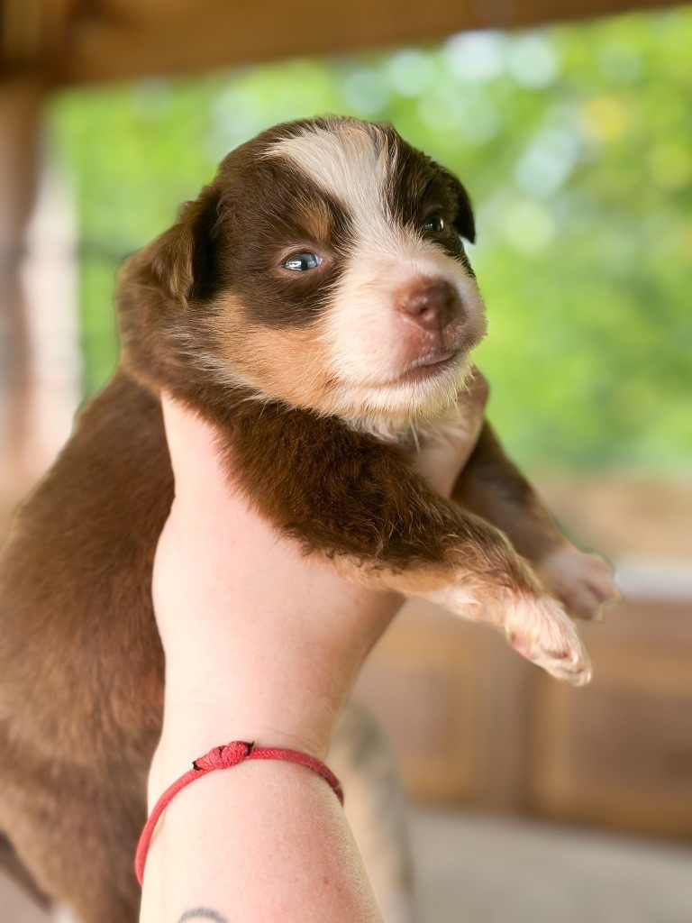 Mini's Red Mountain - Chiots disponibles - Berger Américain Miniature 