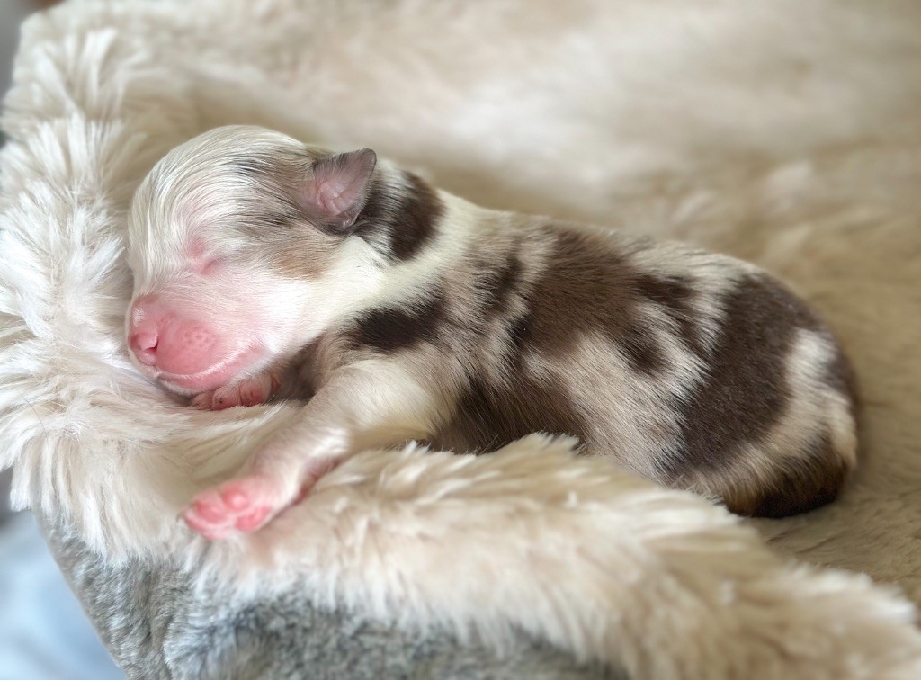 Mini's Red Mountain - Chiots disponibles - Berger Américain Miniature 