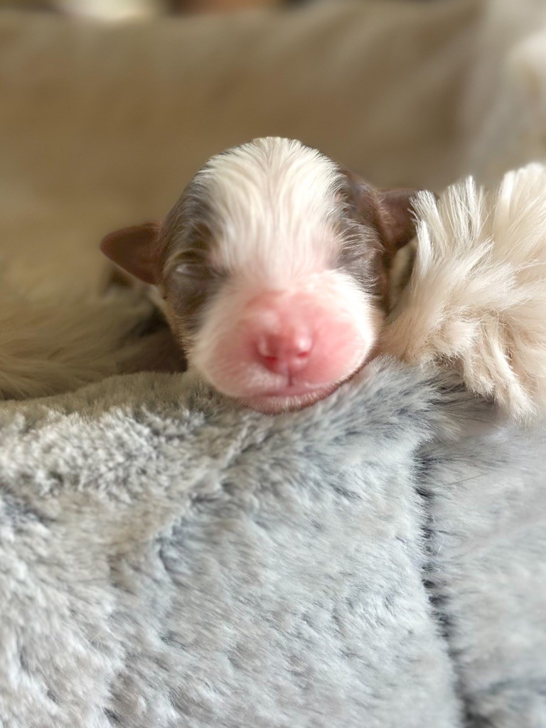 Mini's Red Mountain - Chiots disponibles - Berger Américain Miniature 