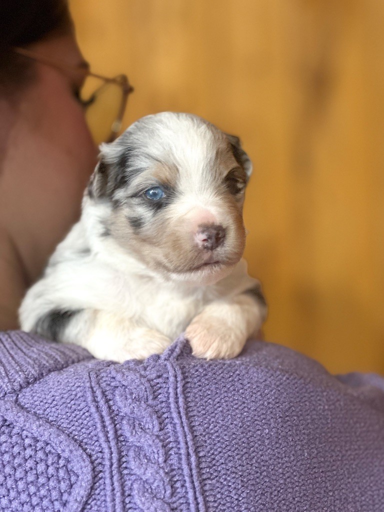 Mini's Red Mountain - Chiots disponibles - Berger Américain Miniature 