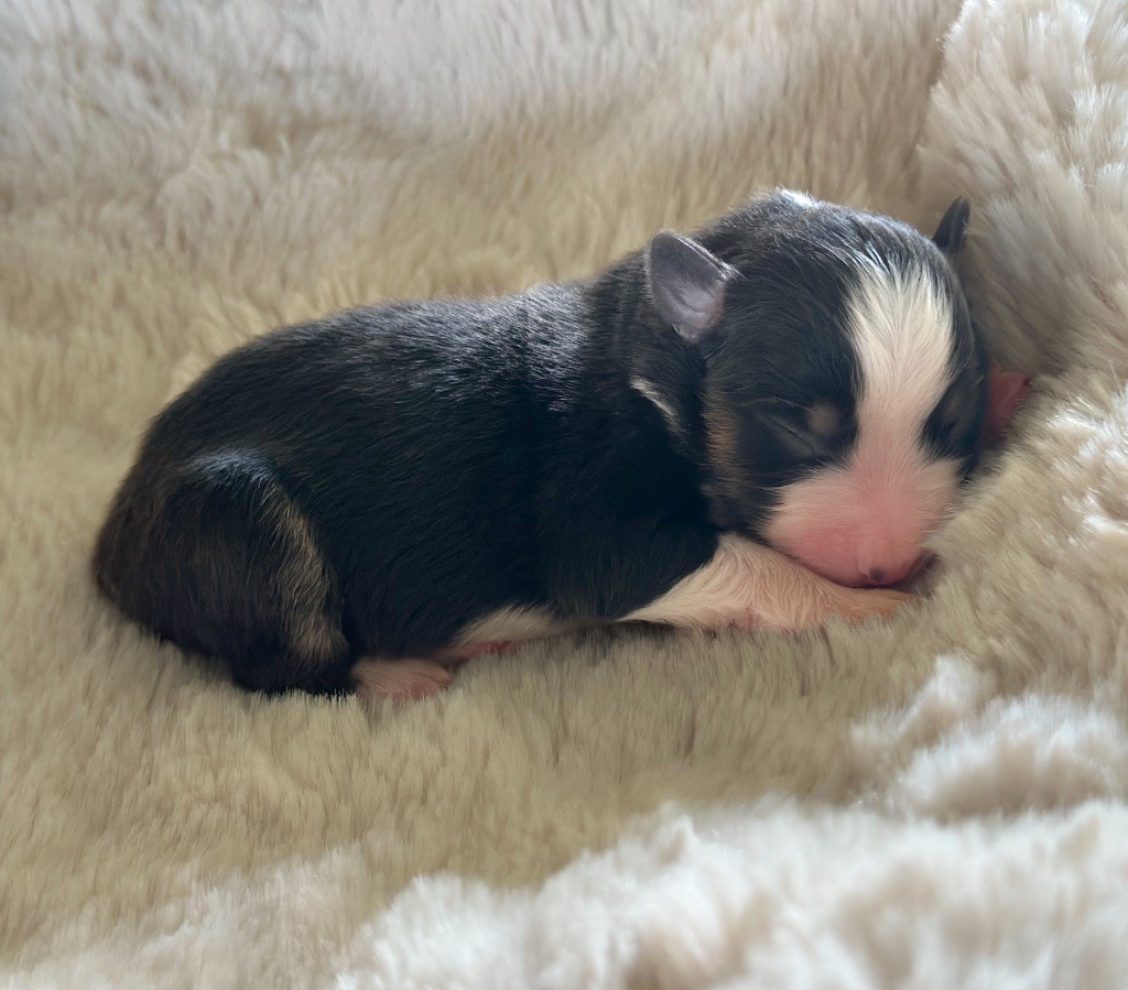 Mini's Red Mountain - Chiots disponibles - Berger Américain Miniature 