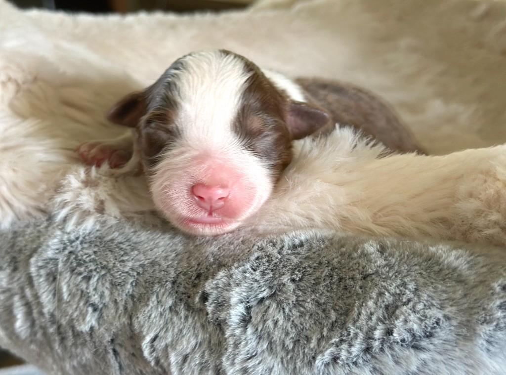 Mini's Red Mountain - Chiots disponibles - Berger Américain Miniature 