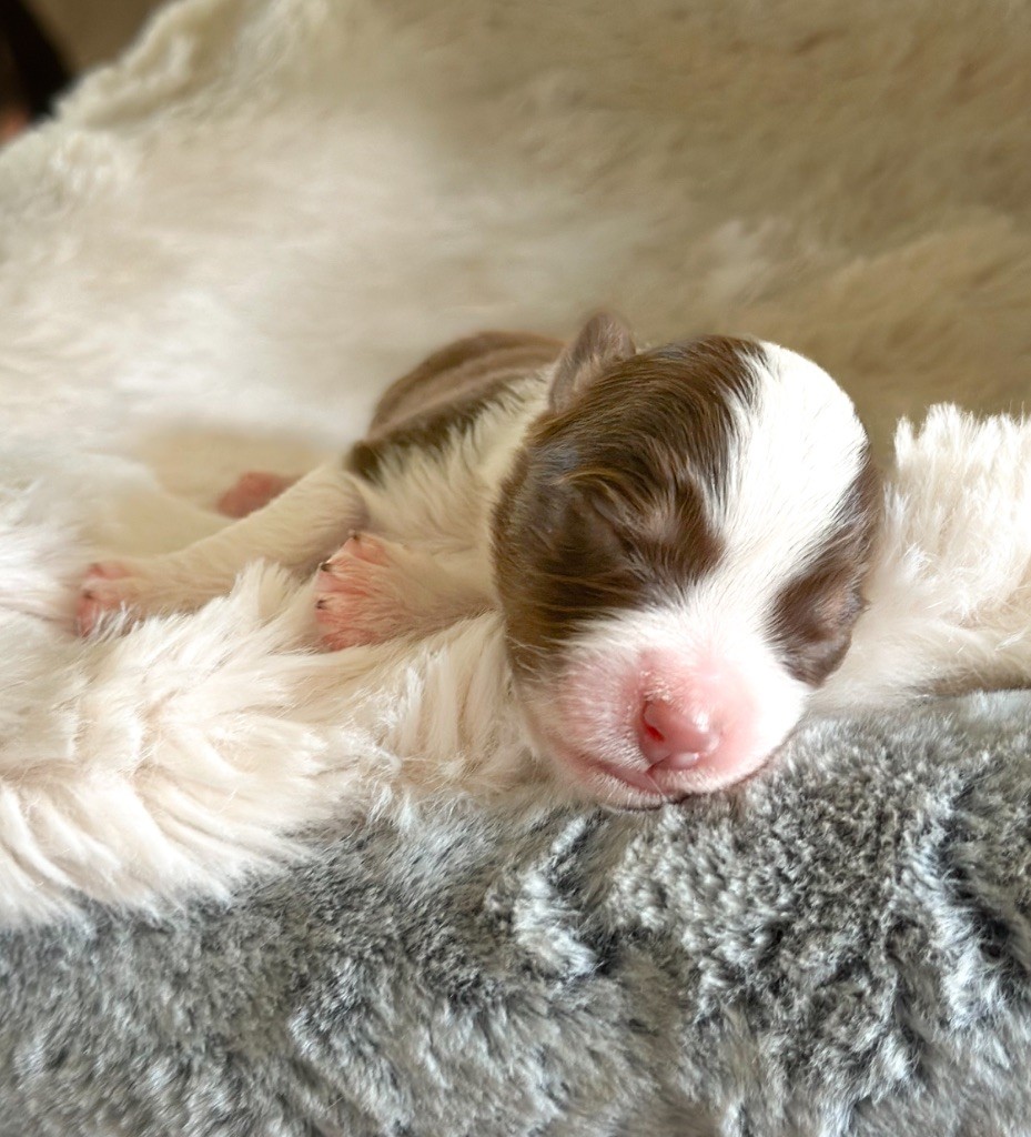 Mini's Red Mountain - Chiots disponibles - Berger Américain Miniature 