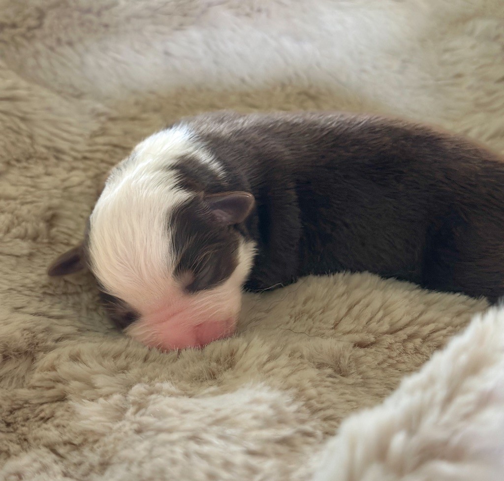 Mini's Red Mountain - Chiots disponibles - Berger Américain Miniature 