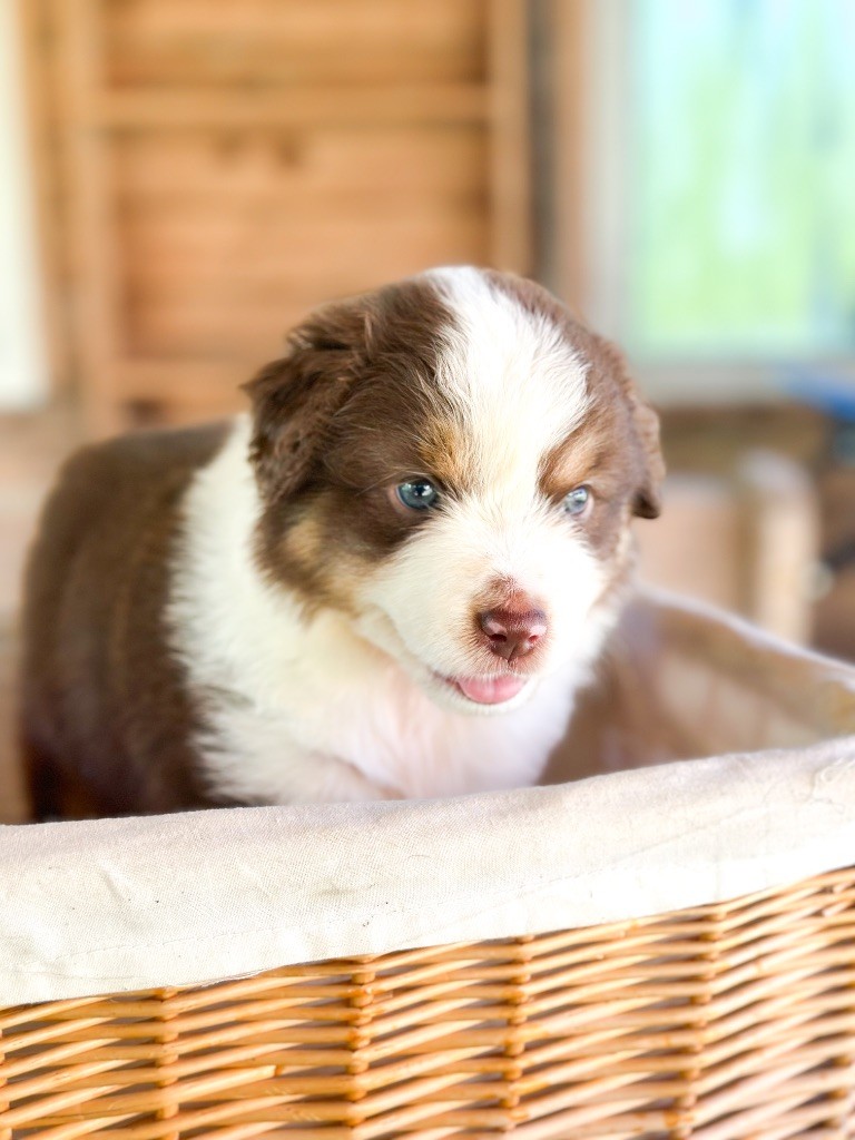 Mini's Red Mountain - Chiots disponibles - Berger Américain Miniature 