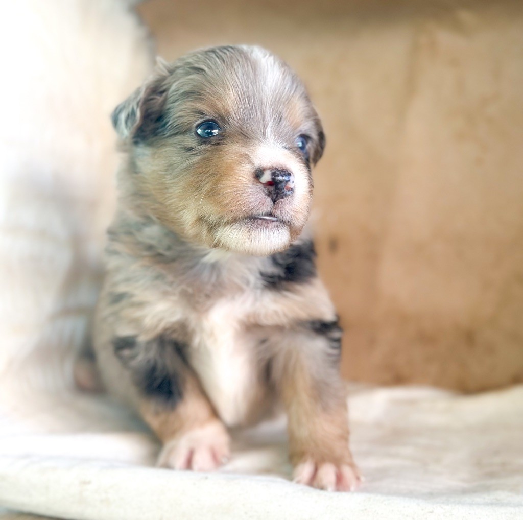 Mini's Red Mountain - Chiots disponibles - Berger Américain Miniature 