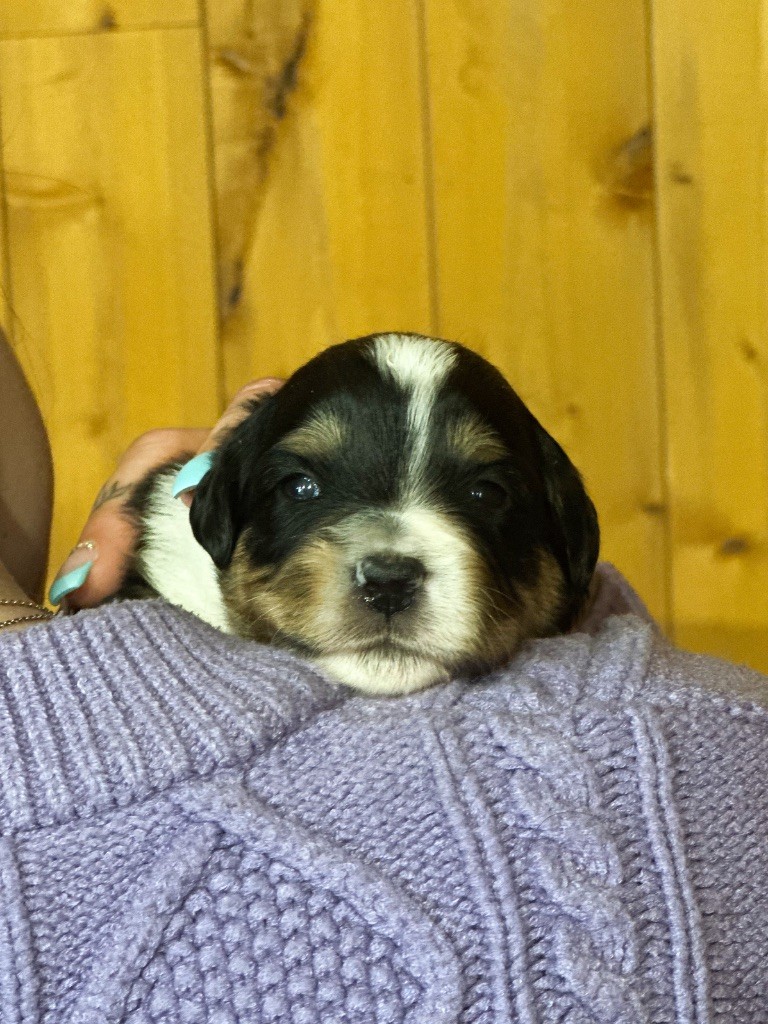 Mini's Red Mountain - Chiots disponibles - Berger Américain Miniature 