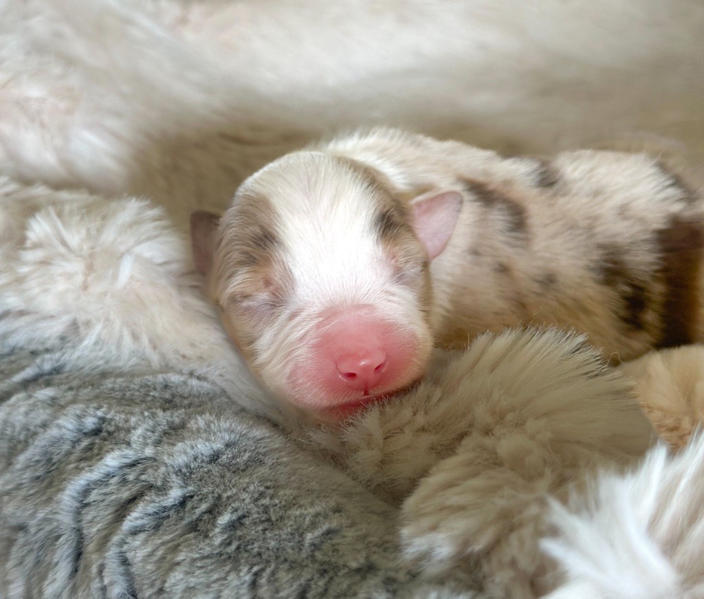 Mini's Red Mountain - Chiots disponibles - Berger Américain Miniature 