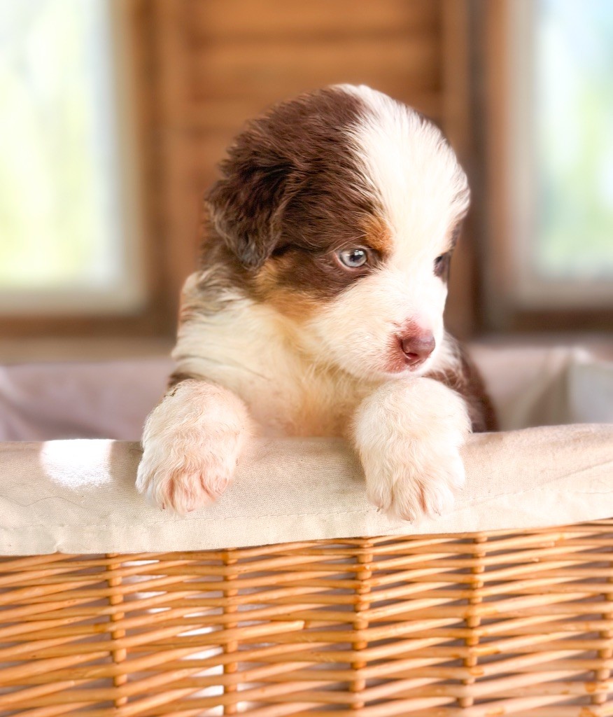 Mini's Red Mountain - Chiots disponibles - Berger Américain Miniature 