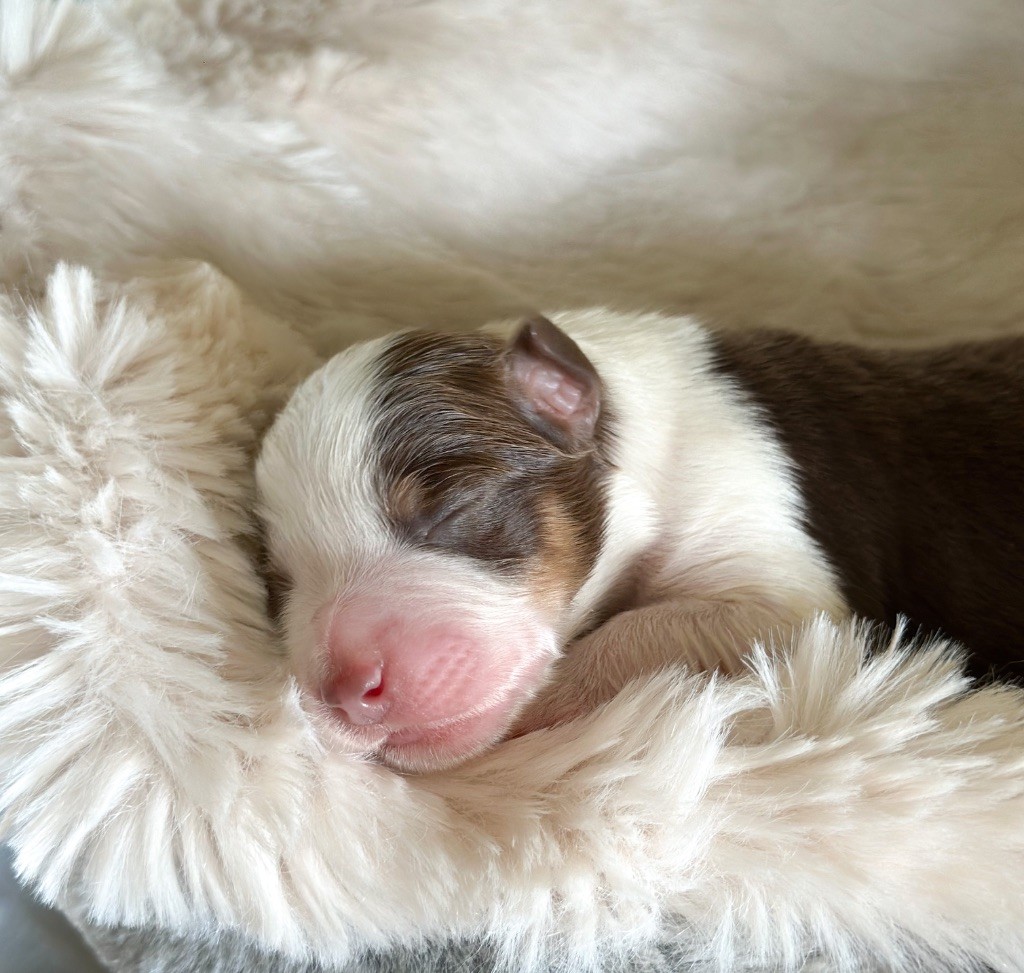 Mini's Red Mountain - Chiots disponibles - Berger Américain Miniature 