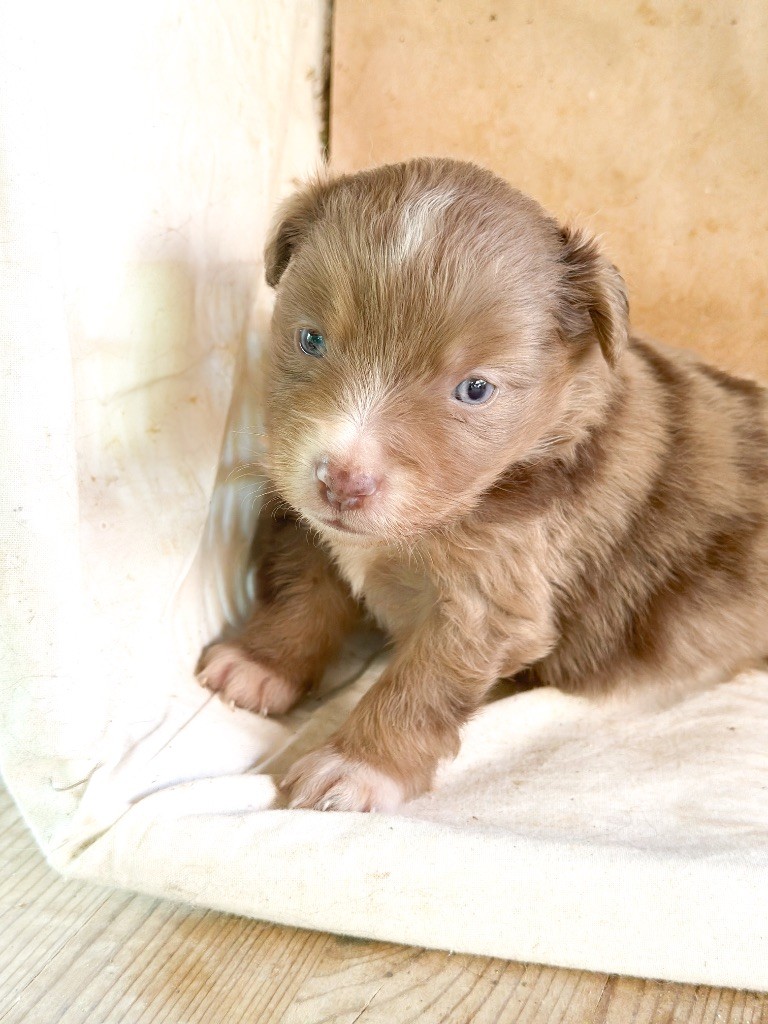 Mini's Red Mountain - Chiots disponibles - Berger Américain Miniature 