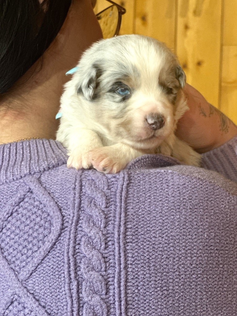 Mini's Red Mountain - Chiots disponibles - Berger Américain Miniature 