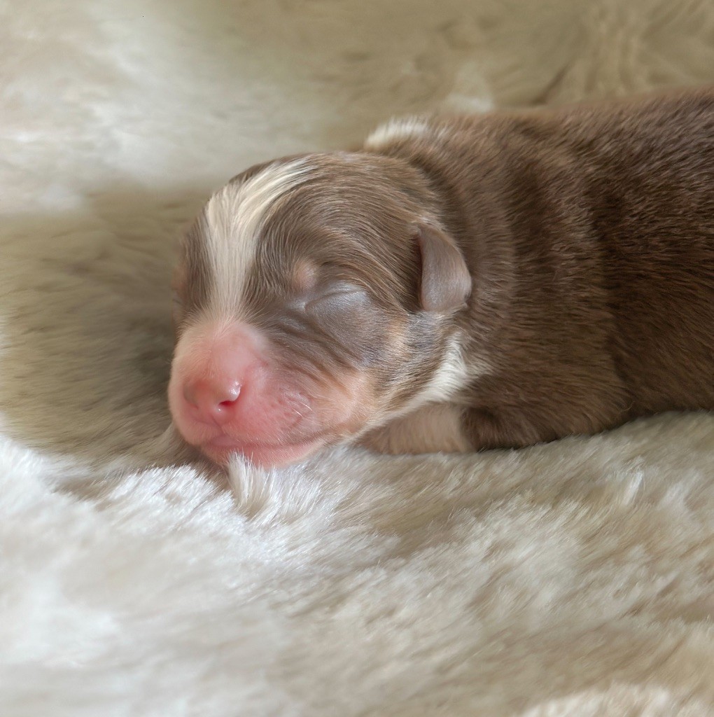 Mini's Red Mountain - Chiots disponibles - Berger Américain Miniature 