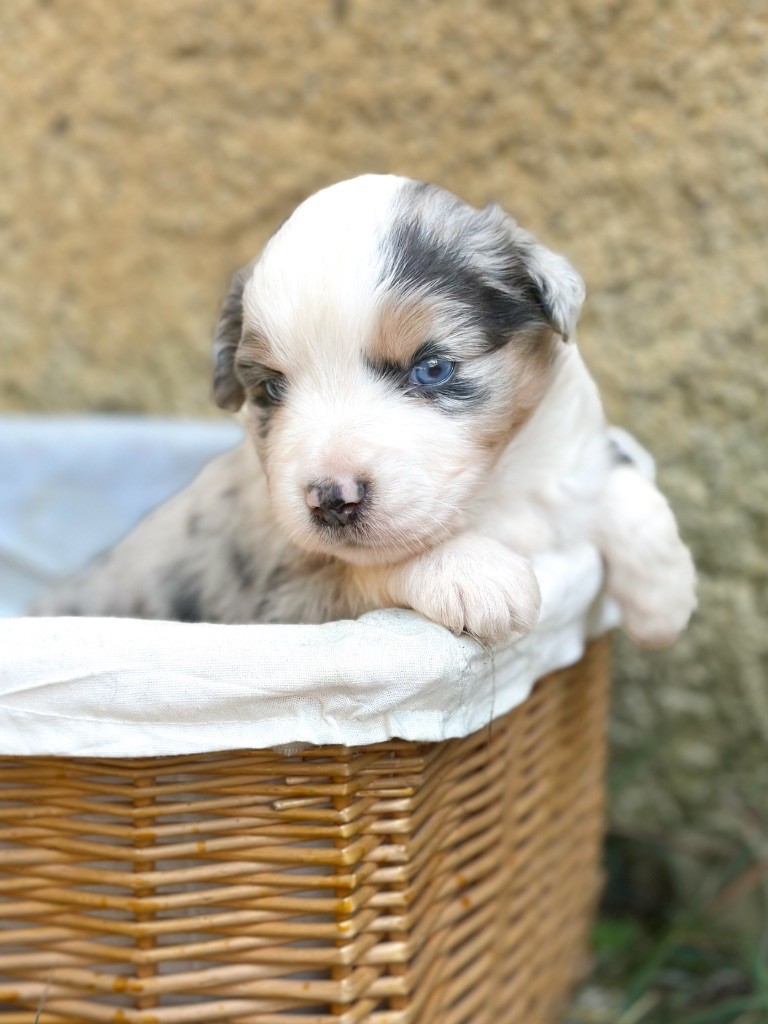 Mini's Red Mountain - Chiots disponibles - Berger Américain Miniature 