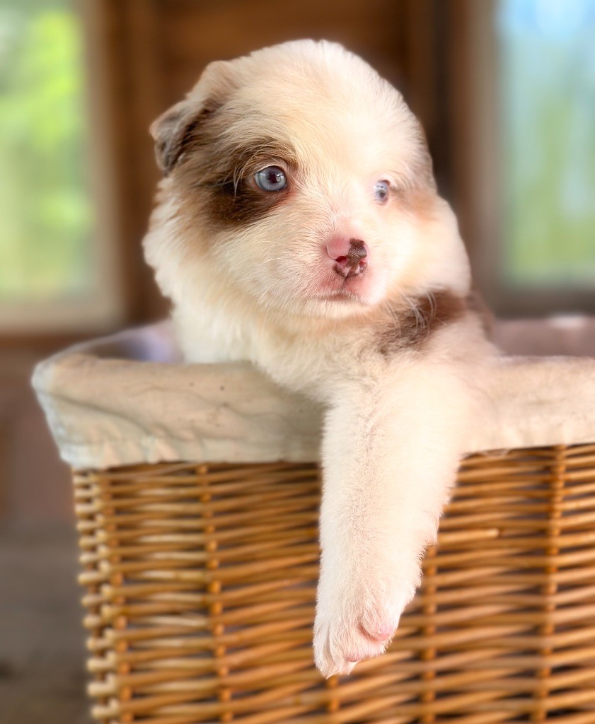 Mini's Red Mountain - Chiots disponibles - Berger Américain Miniature 