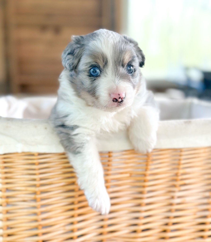 Mini's Red Mountain - Chiots disponibles - Berger Américain Miniature 