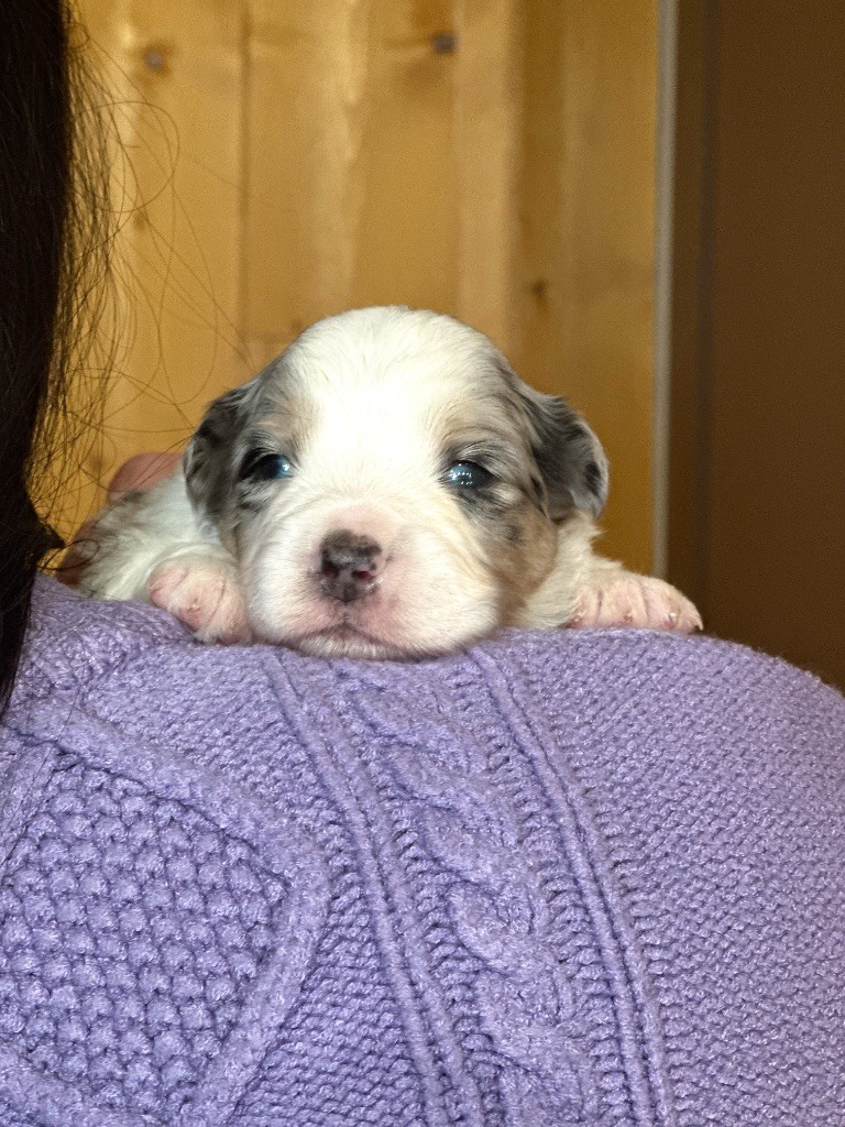 Mini's Red Mountain - Chiots disponibles - Berger Américain Miniature 