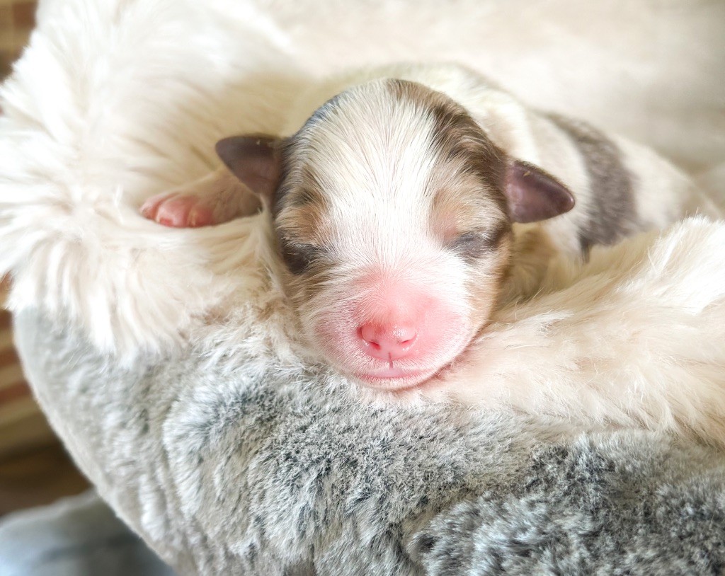 Mini's Red Mountain - Chiots disponibles - Berger Américain Miniature 