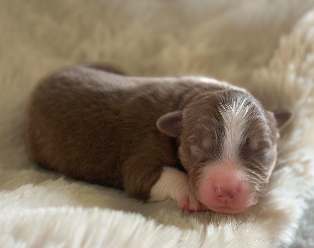 Mini's Red Mountain - Chiots disponibles - Berger Américain Miniature 