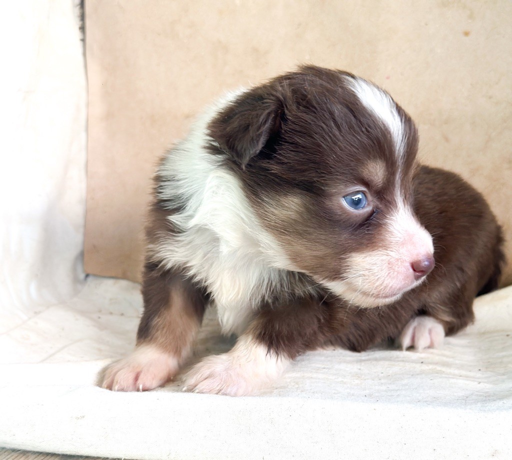 Mini's Red Mountain - Chiots disponibles - Berger Américain Miniature 