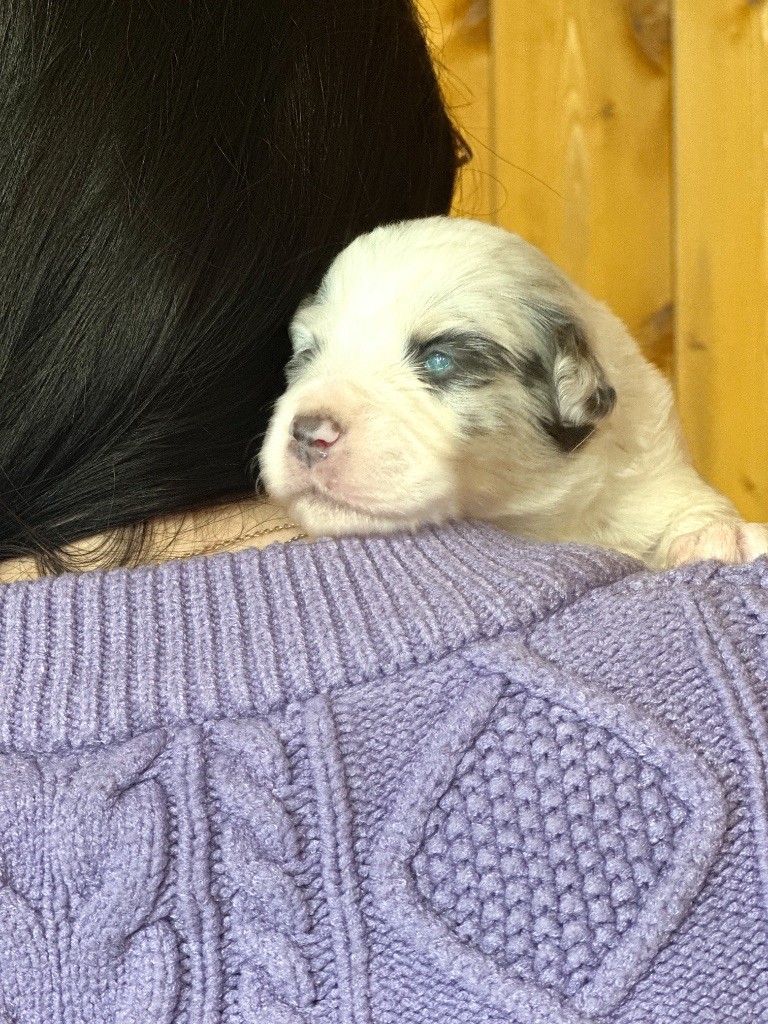 Mini's Red Mountain - Chiots disponibles - Berger Américain Miniature 