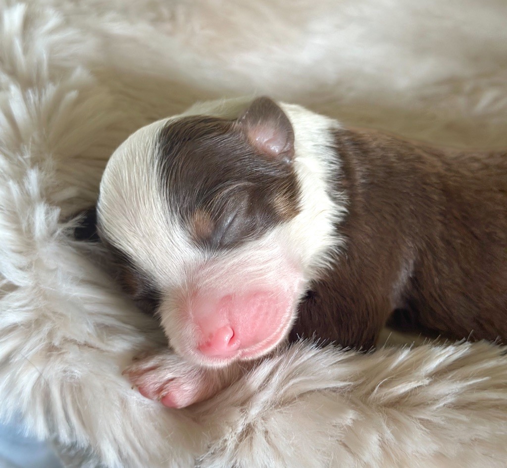 Mini's Red Mountain - Chiots disponibles - Berger Américain Miniature 